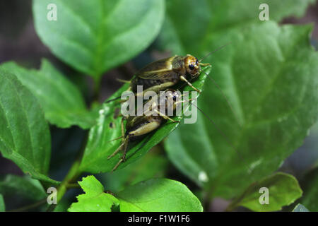 Casa cricket (Acheta domestica) a Plzen Zoo in Boemia occidentale, Repubblica Ceca. Foto Stock