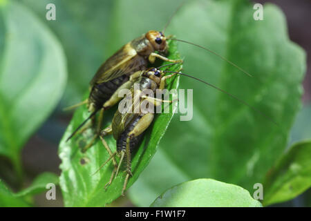 Casa cricket (Acheta domestica) a Plzen Zoo in Boemia occidentale, Repubblica Ceca. Foto Stock