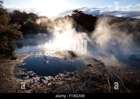 Primavera calda nel parco Kuirau, Rotorua, Isola del nord, Nuova Zelanda Foto Stock