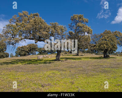 Immagine orizzontale di Holm Oak tree, Quercus ilex, in una dehesa (pascolo). Extremadura. Spagna. Foto Stock