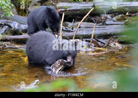 Un orso nero con un salmone nella sua bocca nella foresta pluviale di Ketchikan, Alaska, Stati Uniti d'America. Foto Stock