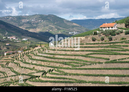 Un vigneto nella Valle del Douro. Valle del Douro, Portogallo. Luglio 24, 2015. Foto Stock