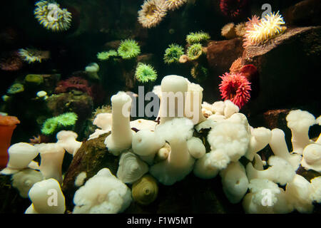 Anemoni in acquario Foto Stock