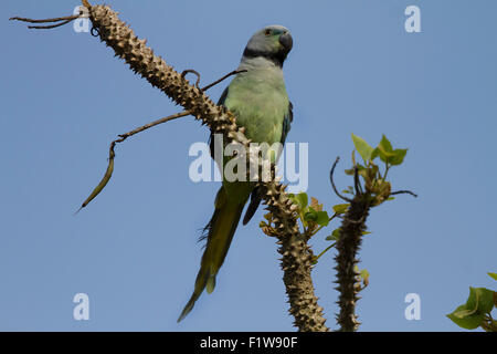 Il blue-winged parrocchetto, noto anche come il Malabar parrocchetto è una specie di parrocchetto endemica del i Ghati Occidentali dell India Foto Stock