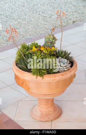 Succulente disposizione in un grande classico toscano pentola di terracotta Foto Stock