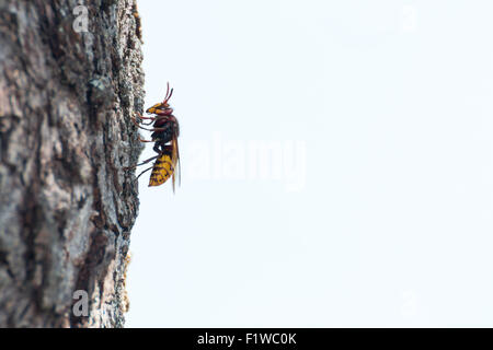 Unione hornet (vespa Crabro) in appoggio su una tre visto di profilo Foto Stock