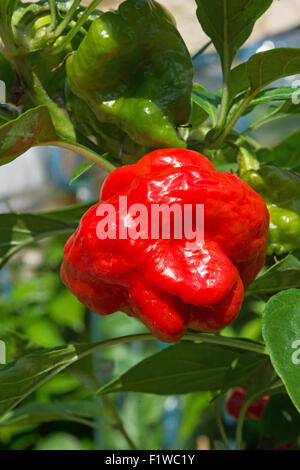 Un Scotch Bonnet Peperoncino (Capsicum chinense), con il suo distintivo Tam o'shanter forma. Regno Unito, 2015. Foto Stock