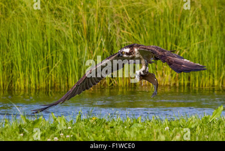 Falco pescatore (Pandion haliaetus) cattura del pesce. Foto Stock