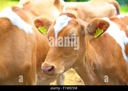 Guernsey vacche, Guernsey, Isole del Canale Foto Stock