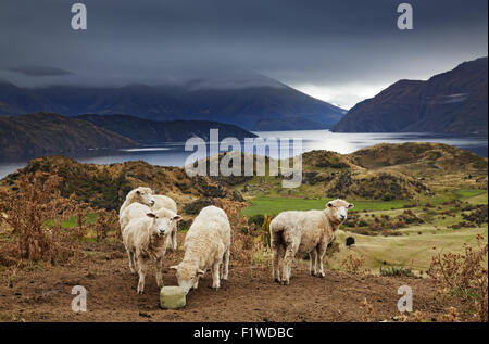 Pecore leccare il sale, Mount Roys, Wanaka, Nuova Zelanda Foto Stock