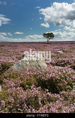 Lone Tree sul Saxonville Moor vicino Egton sulla North Yorkshire Moors, Agosto 2015 Foto Stock