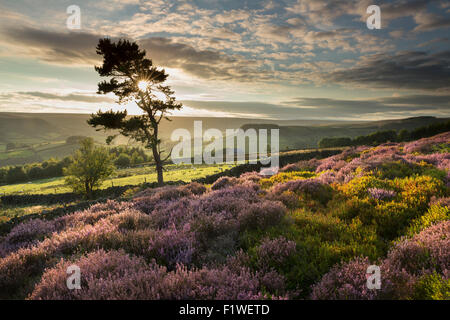 Lone Tree e heather al tramonto su Rosedale Abbey, North Yorkshire Moors, Inghilterra, settembre 2015. Foto Stock