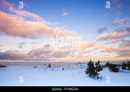 In inverno il paesaggio costiero con una piccola pineta sul Mar Baltico costa sotto colorato cielo nuvoloso. Il golfo di Finlandia e Russia Foto Stock