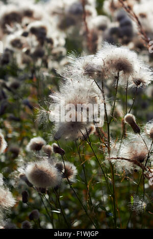 Cirsium arvense, Creeping thistle semi Foto Stock