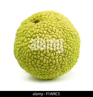 Osage orange (maclura pomifera) isolato su bianco Foto Stock