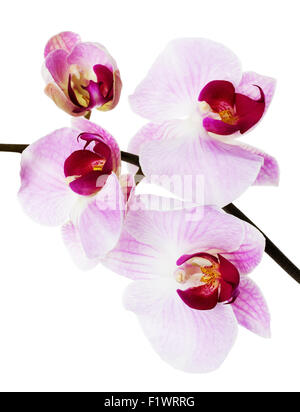 Bella orchid sullo sfondo bianco. Foto Stock