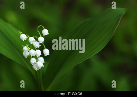 Maggio-lily sullo sfondo verde. Foto Stock