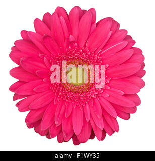 Pink gerbera fiore isolato su uno sfondo bianco. Foto Stock