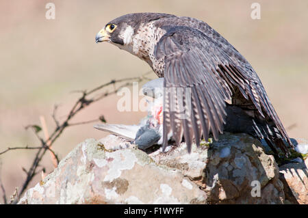 Ritratto orizzontale del falco pellegrino, falco peregrinus (Falconidae), mangiare un piccione su una roccia a bordo di una scogliera. Foto Stock