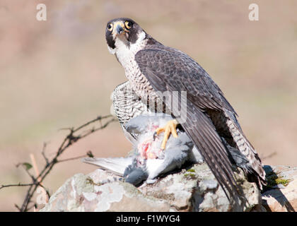 Ritratto orizzontale del falco pellegrino, falco peregrinus (Falconidae), mangiare un piccione su una roccia a bordo di una scogliera. Foto Stock