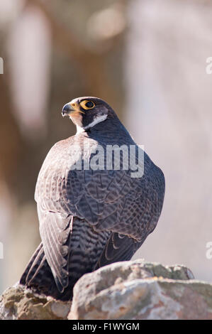 Ritratto verticale di un falco pellegrino, falco peregrinus (Falconidae), su di una roccia a bordo di una scogliera. Foto Stock