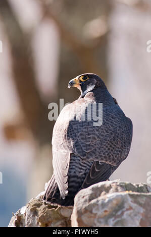 Ritratto verticale di un falco pellegrino, falco peregrinus (Falconidae), su di una roccia a bordo di una scogliera. Foto Stock