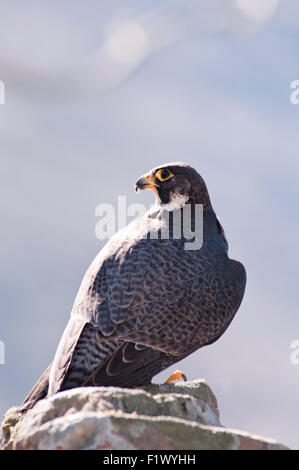 Ritratto verticale di un falco pellegrino, falco peregrinus (Falconidae), su di una roccia a bordo di una scogliera. Foto Stock