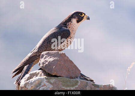 Ritratto orizzontale del falco pellegrino, falco peregrinus (Falconidae), su di una roccia a bordo di una scogliera. Foto Stock