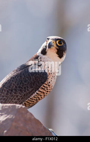 Ritratto verticale di un falco pellegrino, falco peregrinus (Falconidae), su di una roccia a bordo di una scogliera. Foto Stock