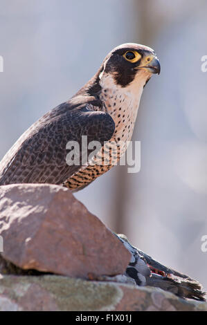 Ritratto verticale di un falco pellegrino, falco peregrinus (Falconidae), su di una roccia a bordo di una scogliera. Foto Stock