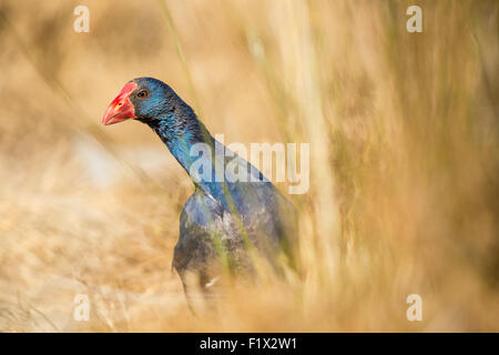 La porpora (occidentale) swamphen (Porphyrio porphyrio) è un uccello con un notevole brillante piumaggio blu e rosso di bill. Foto Stock