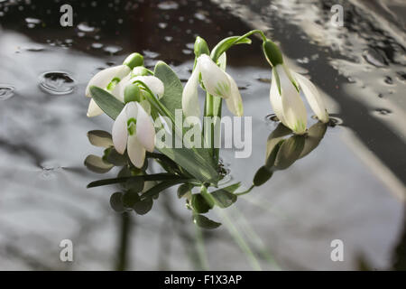 Bella snowdrops in legno. Foto Stock