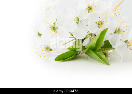 Fioritura di albicocche isolato su uno sfondo bianco. Foto Stock