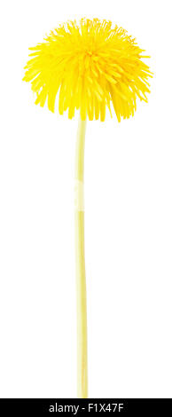 Tarassaco isolato su uno sfondo bianco. Foto Stock