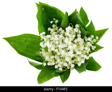 Bouquet di mughetti isolato su uno sfondo bianco. Foto Stock