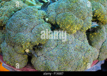 Broccoli freschi per la vendita al Mercato Nuovo, Bhopal, Madhya Pradesh, India Foto Stock