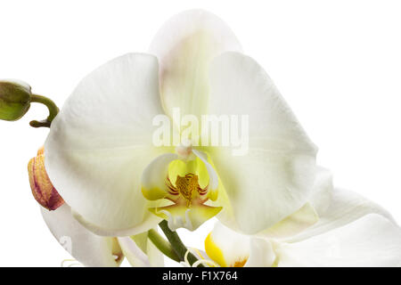 White Orchid isolato su uno sfondo bianco. Foto Stock