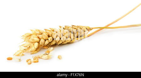 Orecchio di grano isolato su uno sfondo bianco. Foto Stock