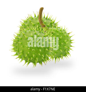 Castagne verde isolato su uno sfondo bianco. Foto Stock