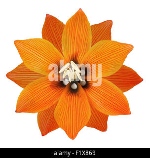 Bouquet di fiori di giglio vaso portafiori gigli bianchi floreale di sfondo calla orange disposizione alstroemeria isolato bella viola Foto Stock