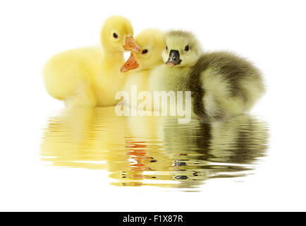 Anatroccoli galleggianti sullo sfondo bianco. Foto Stock