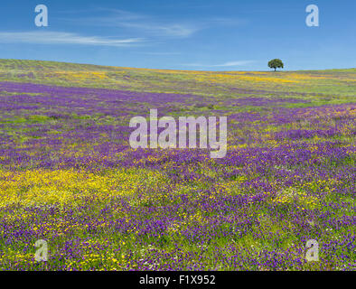 Fiori Selvatici e un albero di sughero nella distanza sulla pianura di Alentejo, Portogallo Foto Stock