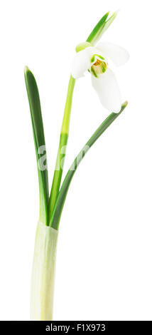 Snowdrop su sfondo bianco. Foto Stock