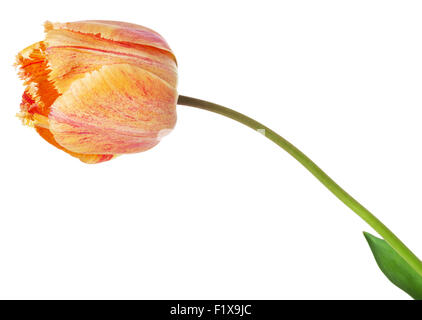 Orange Tulip sullo sfondo bianco. Foto Stock