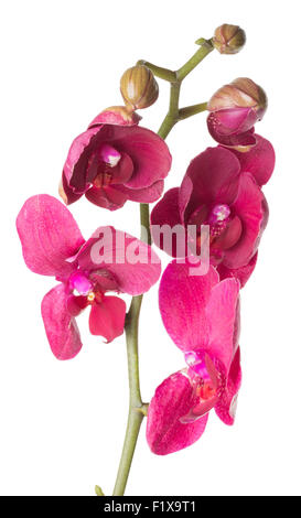 Orchidea rosa su sfondo bianco. Foto Stock