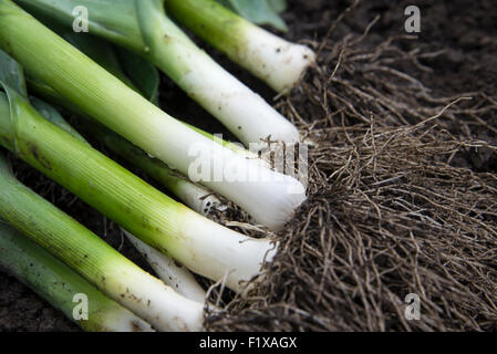 La raccolta di porri (Bleu de Solaise) dall'orto. Sheffield, Inghilterra, Regno Unito. Foto Stock
