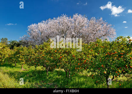 I tangerini e mandorla blossom, vicino a Silves, Algarve, PORTOGALLO Foto Stock