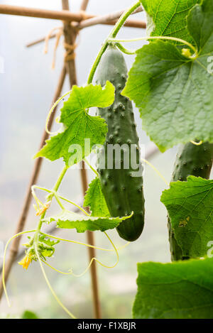 Il cetriolo marketmore, crescendo in un tunnel di poly. Sheffield South Yorkshire, Inghilterra, Regno Unito. Foto Stock