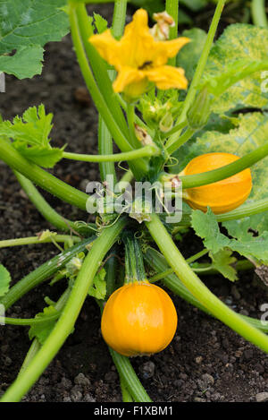 La zucca 'Summer Ball' (Cucurbita pepo) che cresce su un riparto. Sheffield South Yorkshire, Inghilterra, Regno Unito. Foto Stock