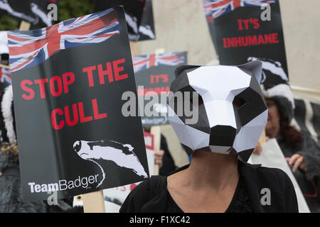 Londra, Regno Unito. 8 Settembre, 2015. Nella foto: attivisti al rally. Dr Brian May, astrofisico e il chitarrista dei Queen, unisce la sosta il Badger Cull protestare presso le Case del Parlamento. I manifestanti, compresi i diritti degli animali organizzazione PETA, prevede di avviare azioni legali contro l'abbattimento. Badgers sono portatori di tubercolosi bovina (Mycobacterium bovis) e pensavo di essere responsabile per la diffusione della malattia. Foto: immagini vibranti/Alamy Live News Foto Stock